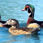 Ducks, Docks, Planting